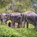 Besten ethischen Elefantenschutzeinrichtungen in Phuket &ndash; Leitfaden f&uuml;r 2024
