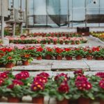 Die Besten Blumenladen In Chiang Mai – Leitfaden Fur 2023