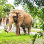 Die besten Elefantenschutzgebiete in Chiang Mai