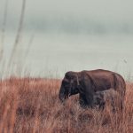 Ethik Elefantenreservate In Koh Phangan &ndash; Leitfaden 2023