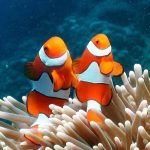 Tauchen auf Koh Lipe - Reisef&uuml;hrer 2024