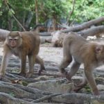 Wo findet man Affen in Phuket?