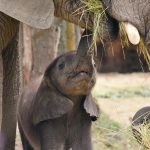 Erinnerungsw&uuml;rdige Familienabenteuer: Dinge, die man mit Kindern in Chiang Mai machen kann