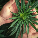 PrikPot Online-Cannabis-Shop