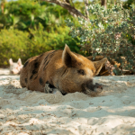 Ein braun gesprenkeltes Schwein faulenzt am Strand von Koh Madsum